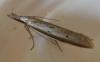 Pleurota bicostella
